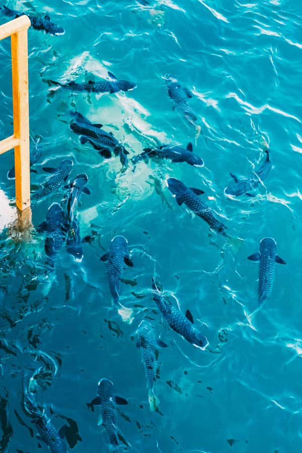 Darwin: Aquascene Fish Feeding Experience - Feeding from the platform or wading in: choose your comfort level