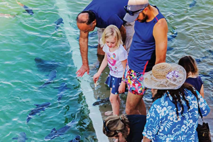 Darwin: Aquascene Fish Feeding Experience - The fish you’ll meet: close encounters with local species