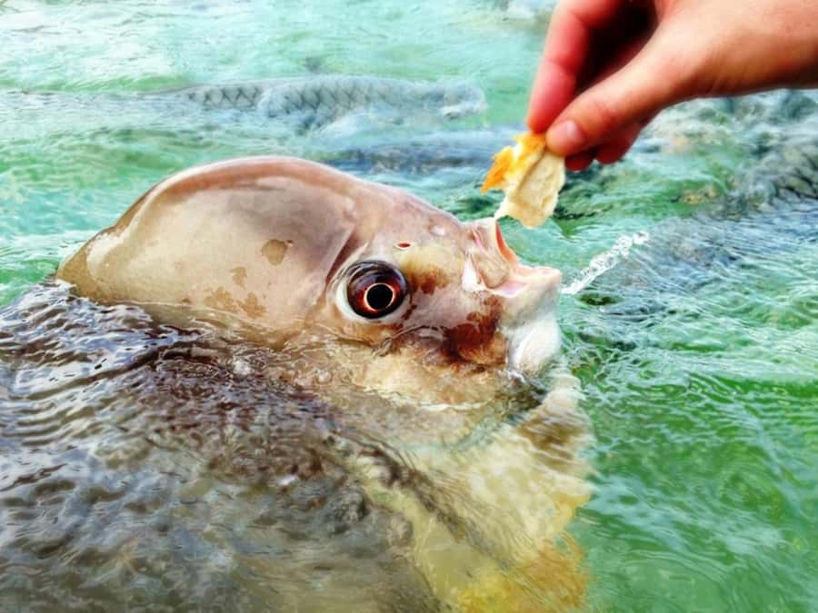 Darwin: Aquascene Fish Feeding Experience - Price and value: what $11 buys you in Darwin