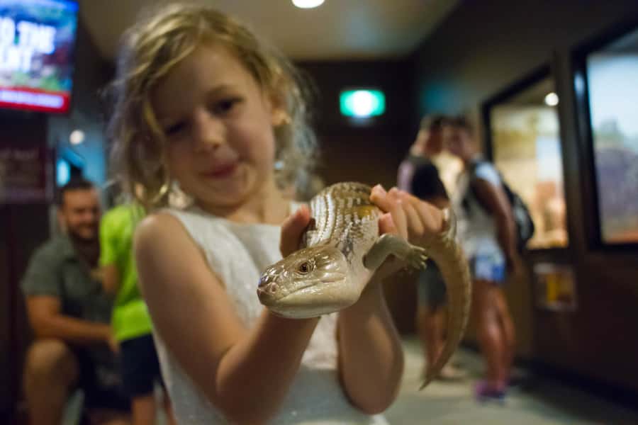 Darwin: Crocosaurus Cove Entry & Hop-on-Hop-Off Bus Tour - Who Should Book This (and Who Might Rethink It)