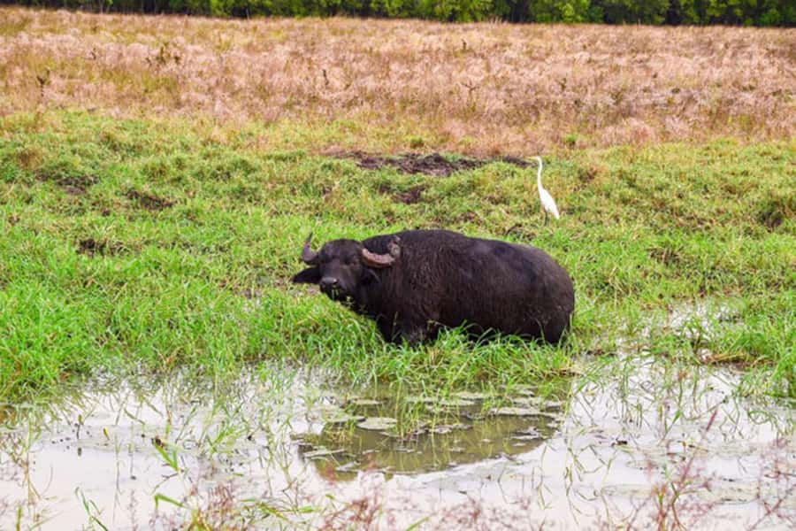 Darwin: Jumping Crocodile Adventure Cruise with Lunch - Key Points at a Glance