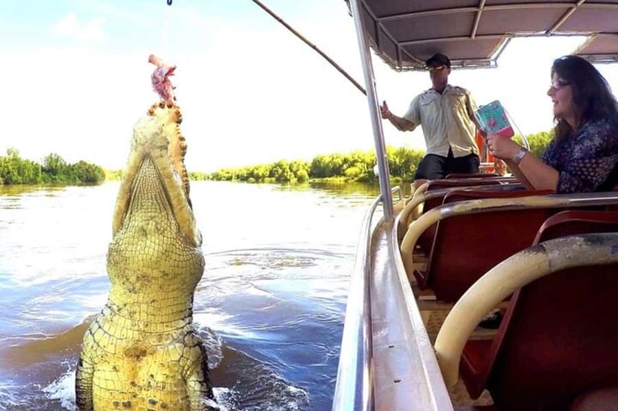 Darwin: Jumping Crocodile Adventure Cruise with Lunch - Fogg Dam and Window on the Wetlands: Wildlife Scouting Before Lunch