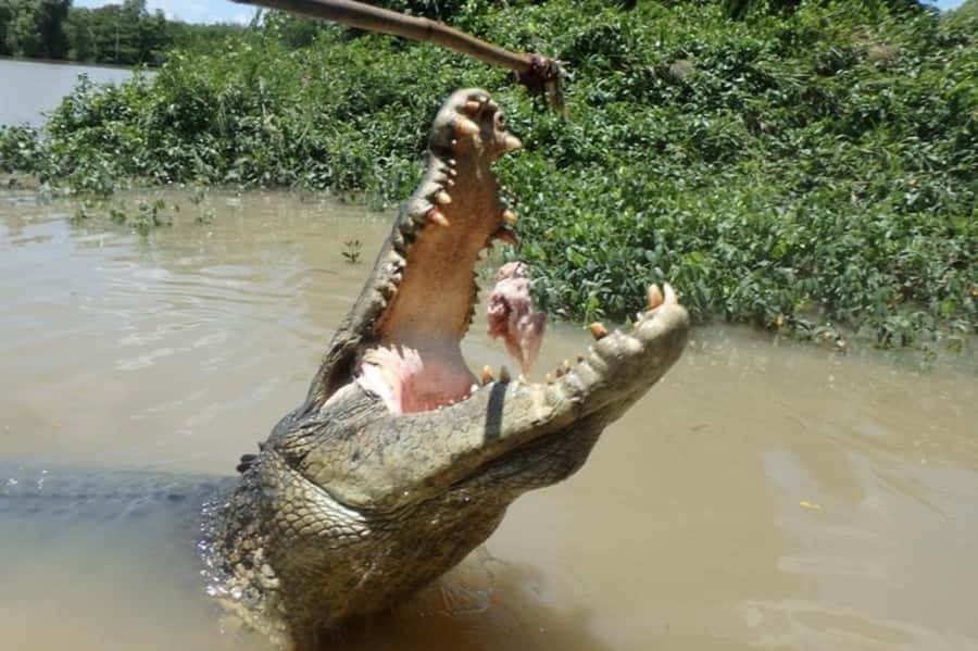 Darwin: Jumping Crocodile Adventure Cruise with Lunch - Humpty Doo Pub Lunch: A Real Stop With Crocodile, Barramundi, and Buffalo Options