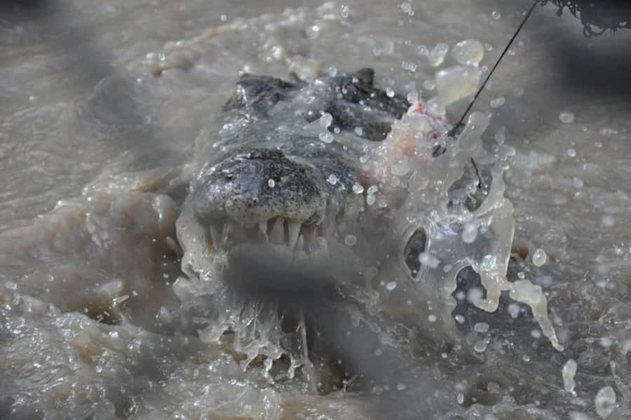 Darwin: Jumping Crocodile Adventure Cruise with Lunch - Price and Logistics: Is $138 Worth It for a 4-Hour Day?
