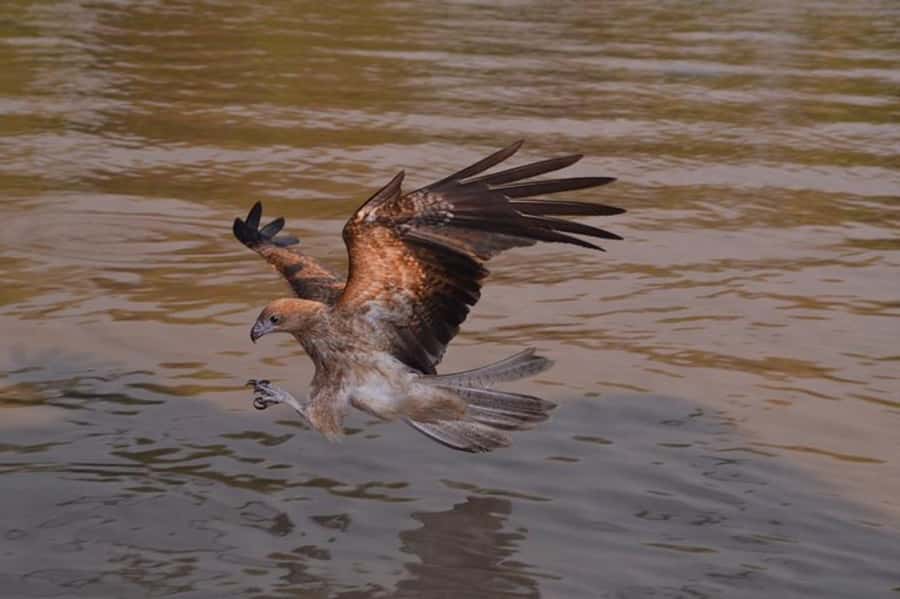 Darwin: Jumping Crocodile Adventure Cruise with Lunch - Practical Tips: What to Bring for Croc Country Comfort