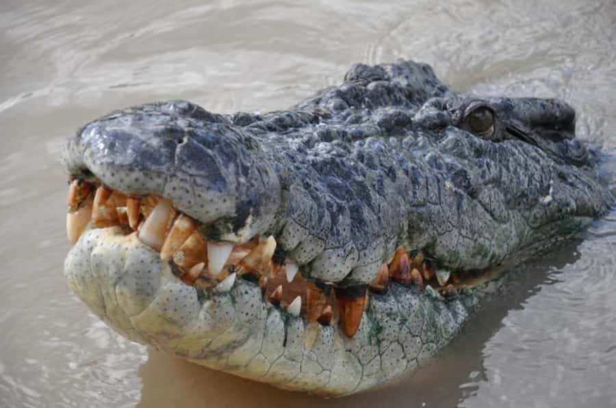 Darwin: Jumping Crocodile Adventure Cruise with Lunch - Who Should Book This Darwin Crocodile Adventure Cruise?