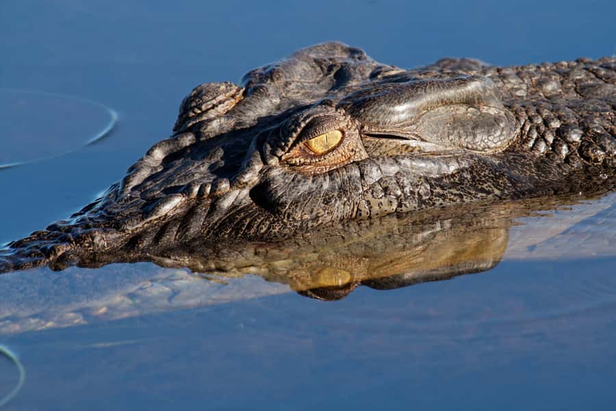 Darwin: Kakadu National Park Day Trip - Lunch at Barra Bar and Bistro: A Break That Actually Fits the Day