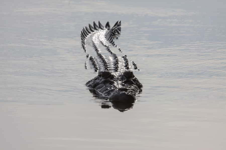 Darwin: Kakadu National Park Day Trip - Timing, Weather, and the Reality of Airport-Day Flexibility