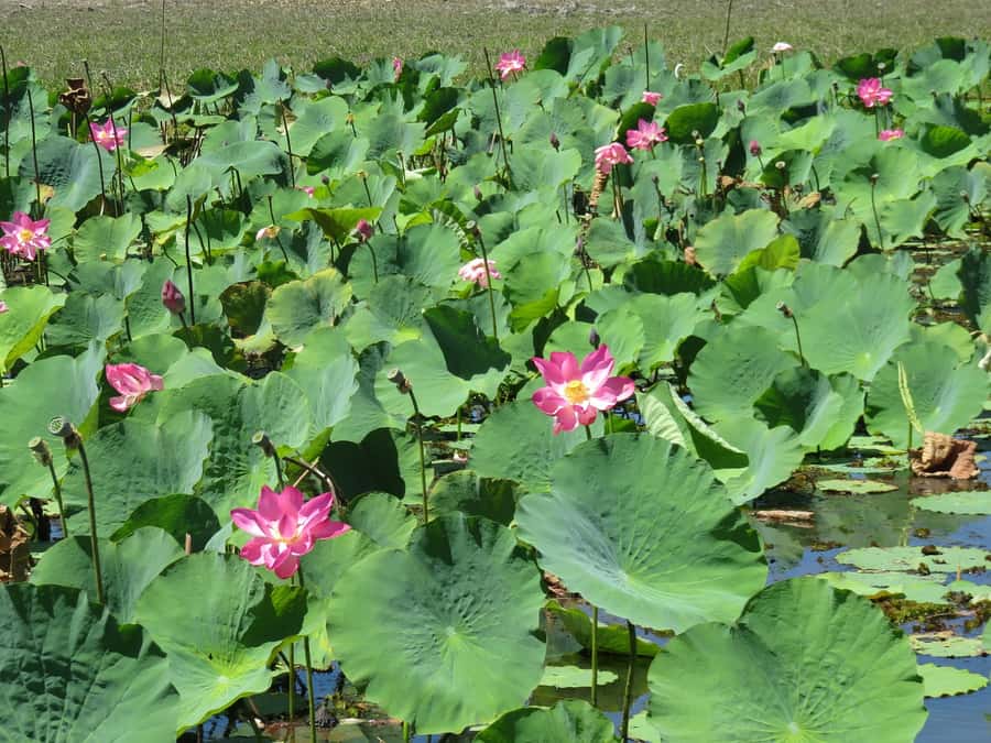 Darwin: Kakadu National Park Day Trip - Who This Kakadu Air Day Trip Is Best For