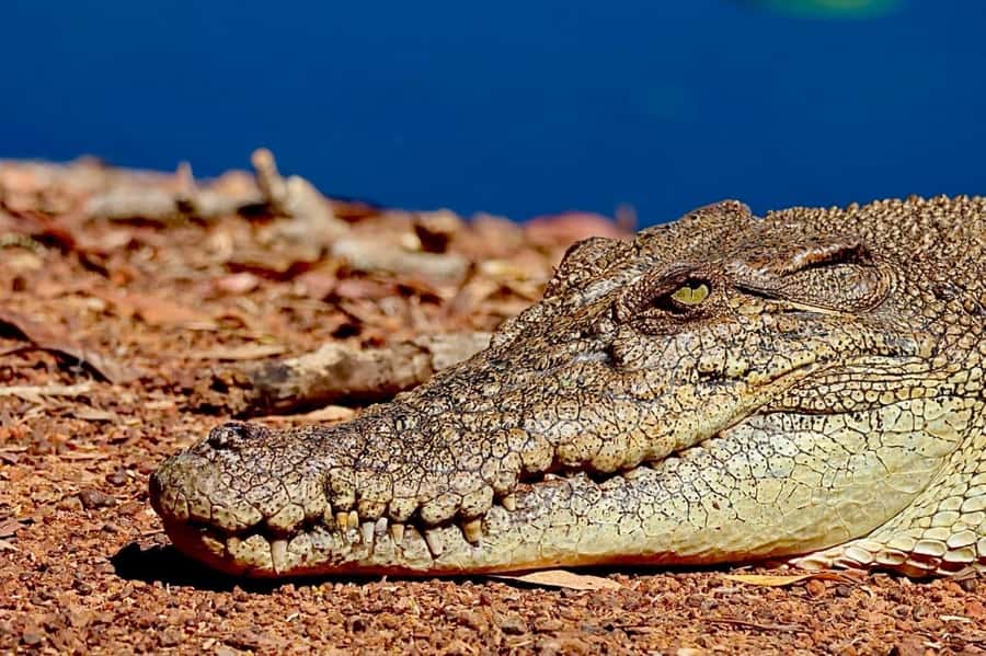Darwin: Kakadu National Park & Wildlife Full Day Tour - Fogg Dam Conservation Reserve: the wetlands stop that sets the tone