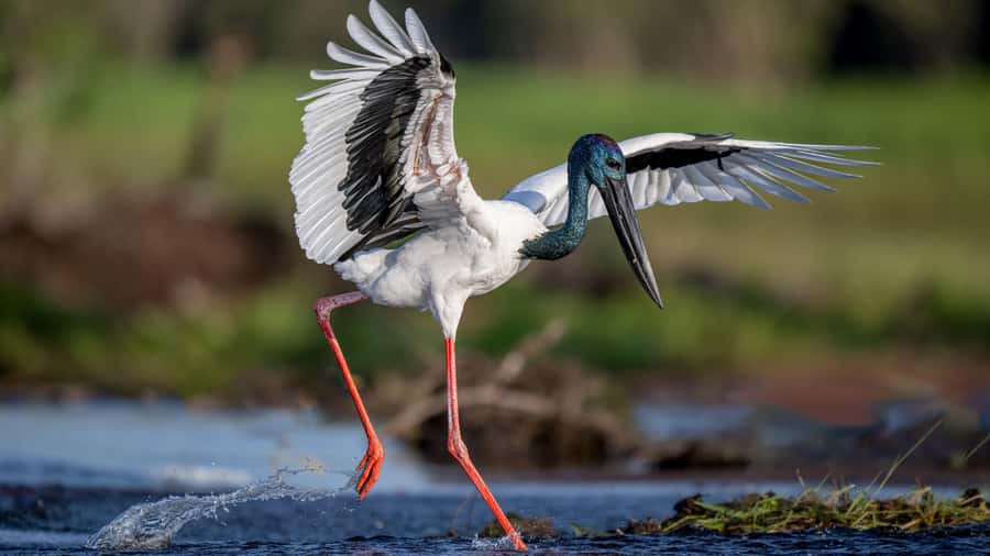 Darwin: Kakadu National Park, Yellow Water River Cruise - Key highlights worth planning for