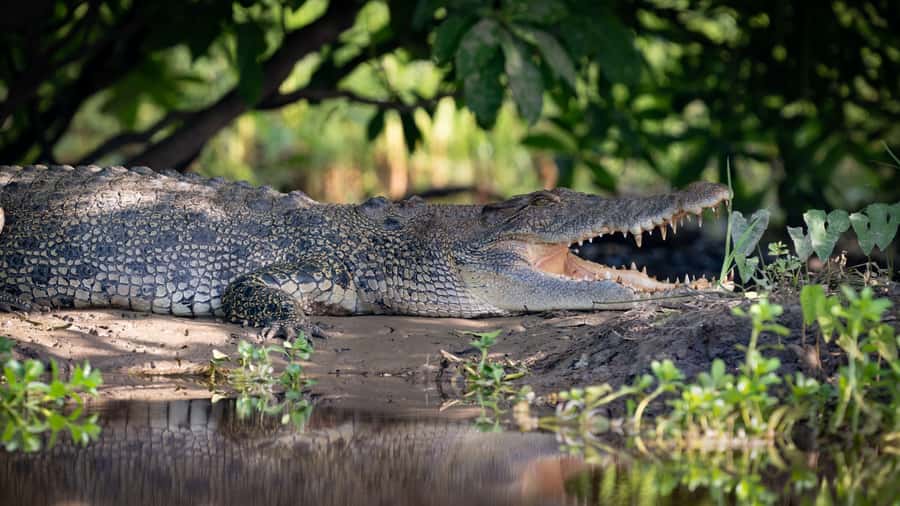 Darwin: Kakadu National Park, Yellow Water River Cruise - Darwin to Kakadu: a 6:30 AM start you can actually handle