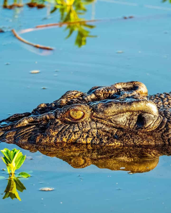 Darwin: Kakadu National Park, Yellow Water River Cruise - Warradjan Aboriginal Cultural Centre and guided stops that add meaning
