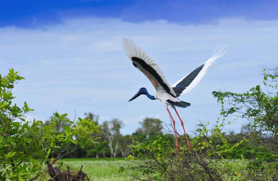 Darwin: Kakadu National Park, Yellow Water River Cruise - What the day feels like: flow, pacing, and small-group comfort