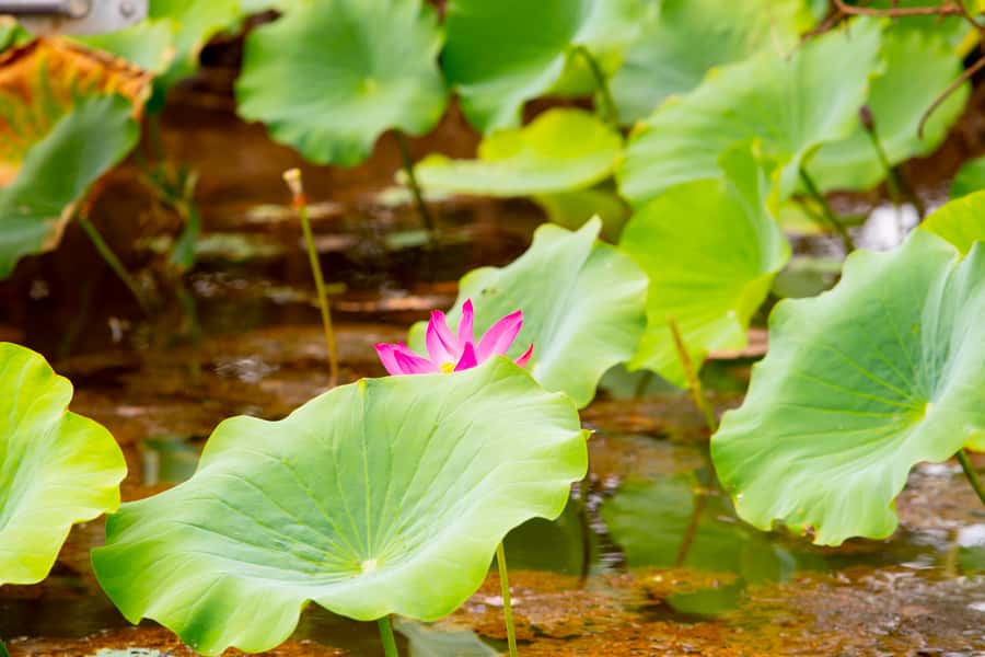 Darwin: Kakadu & Nourlangie Day Trip Plus Billabong Cruise - Nourlangie Rock walk: ancient art, guided meaning, and real heat-smart shoes