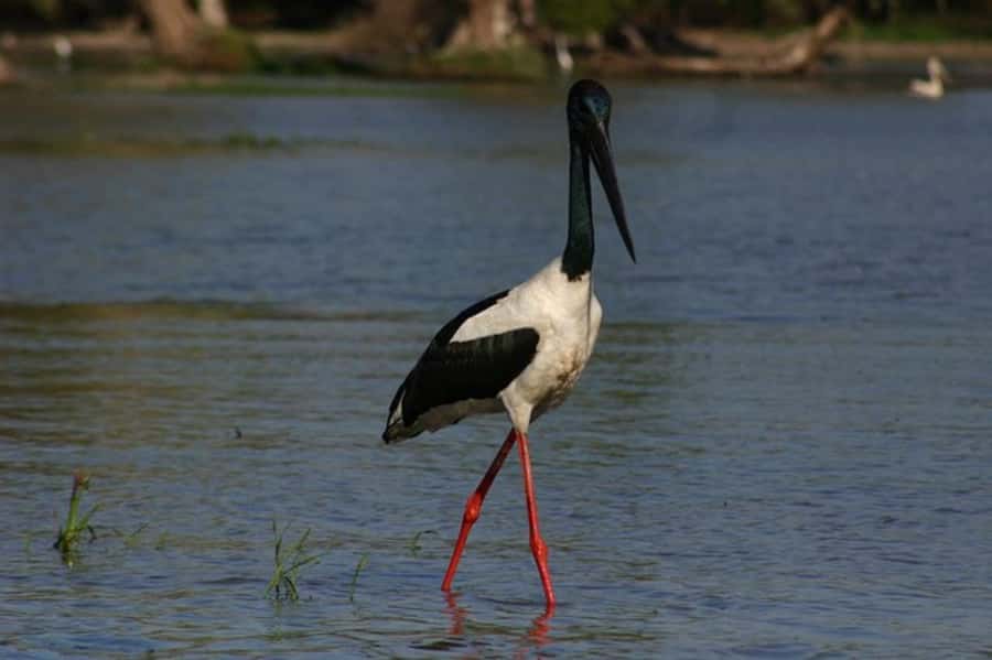 Darwin: Litchfield, Crocodile Cruise and Sunset Tour - Florence Falls or Buley Rock Hole: walking without feeling trapped