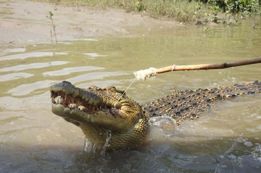 Darwin: Litchfield, Crocodile Cruise and Sunset Tour - Price and value: what $187 buys you, and what it doesn’t