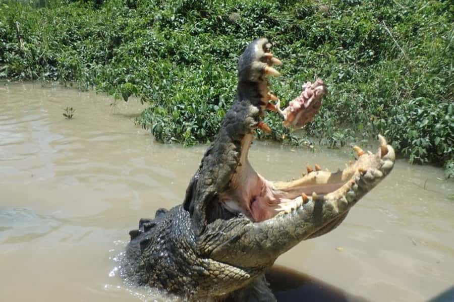 Darwin: Litchfield, Crocodile Cruise and Sunset Tour - Adelaide River jumping crocodiles: the part you’ll remember