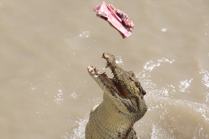 Darwin: Pathfinder Original Jumping Crocodile Cruise - The Guide Makes or Breaks It: Ask Questions, Get Context