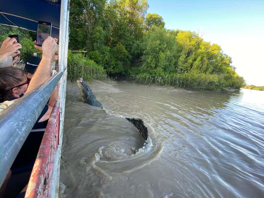 Darwin: The Croc Bus to the Famous Jumping Crocodile Cruise - Who This Croc Bus Tour Is Best For