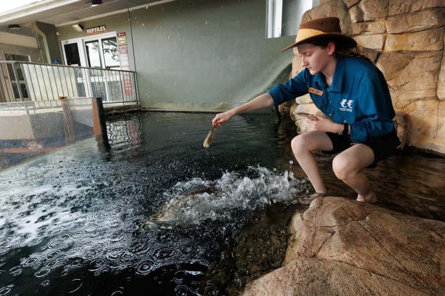 Darwin: Whipray Encounter with Entry to Crocosaurus Cove - Key highlights to know before you go
