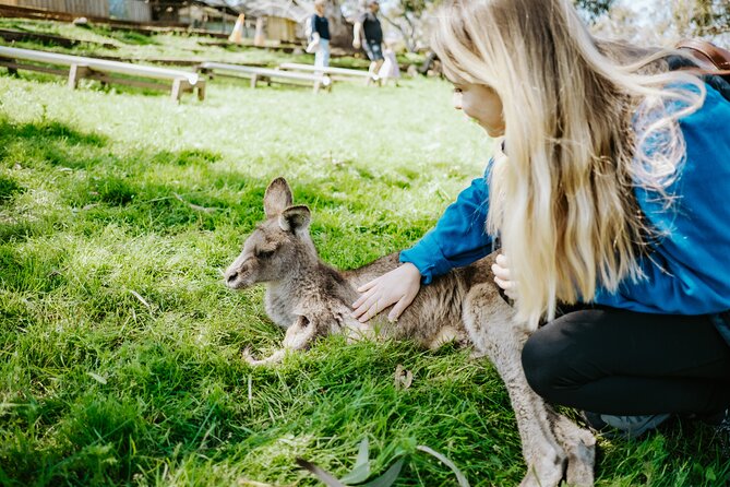 Day Tour in Mt. Field, Mt. Wellington, Bonorong Wildlife Sanctuary and Richmond - Key highlights to look for