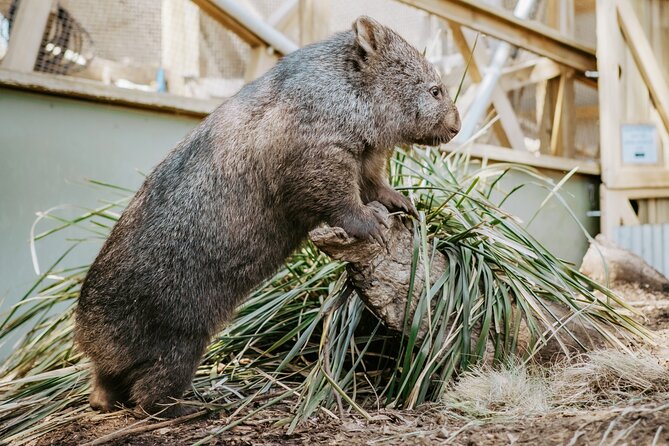 Day Tour in Mt. Field, Mt. Wellington, Bonorong Wildlife Sanctuary and Richmond - Richmond Bridge and Historic Richmond: Where Food Turns the Stroll Into a Treat
