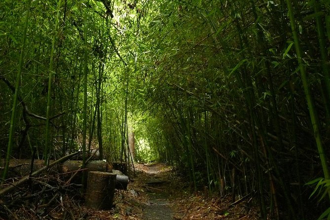 Day Tour to Paronella Park, Lake Barrine and Millaa Millaa Falls - Price and Value: What You’re Really Paying For