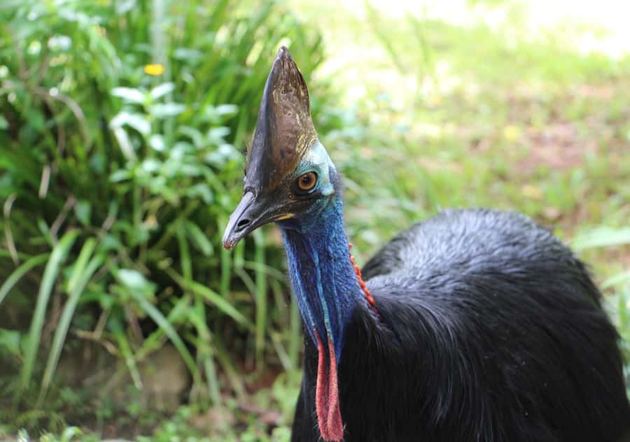 Day Trip: Rainforest & Aboriginal Culture Tour - Price and Value at $84: Why This Day Adds Up