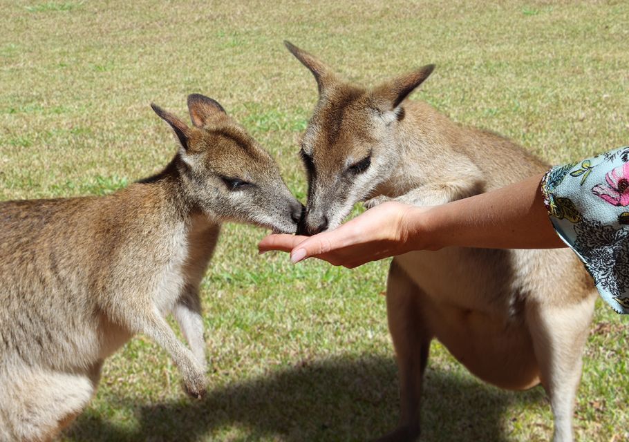 Day Trip: Rainforest & Aboriginal Culture Tour - Who Should Book This Tour (and Who Should Skip It)
