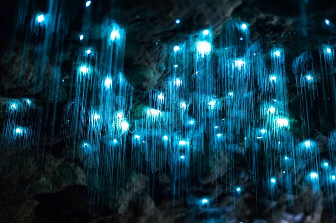 Daytime Scenic Rim Glow Worm Tour + Hop on Hop off Bus - Scenic Rim drive to Mt Tamborine: the best part is the pacing