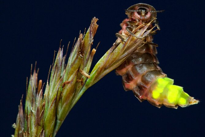 Daytime Scenic Rim Glow Worm Tour + Hop on Hop off Bus - Who this tour suits best