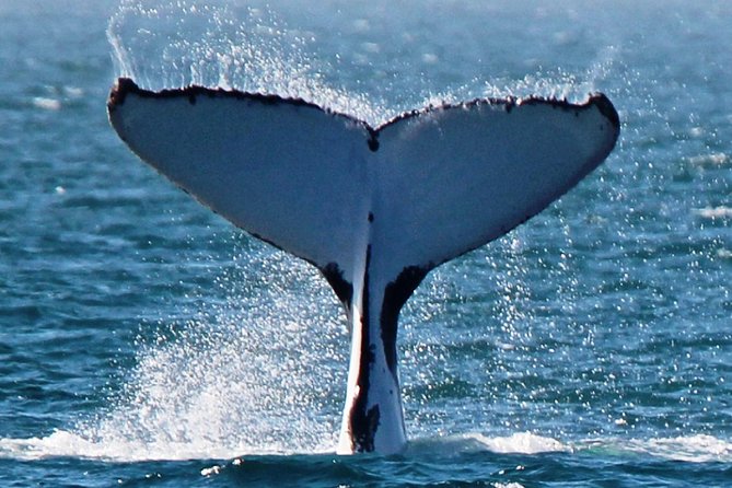 Deluxe Mega Fauna Humpback or Whaleshark Swim Ningaloo Reef - Wild Mega-Fauna at Ningaloo Reef: Why This Day Feels Special