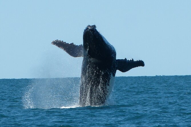 Deluxe Mega Fauna Humpback or Whaleshark Swim Ningaloo Reef - One Target Per Day: Humpbacks, Mantas, and Whale Sharks