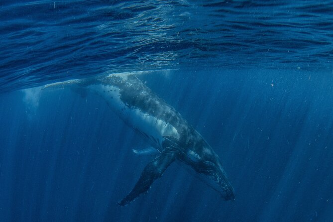 Deluxe Mega Fauna Humpback or Whaleshark Swim Ningaloo Reef - Ningaloo Reef: The Water Time Where Your Day Really Happens