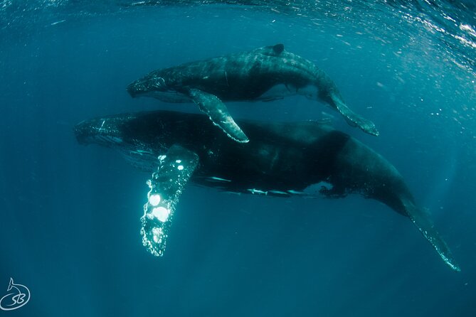 Deluxe Mega Fauna Humpback or Whaleshark Swim Ningaloo Reef - Weather and Visibility: How the Day Can Change