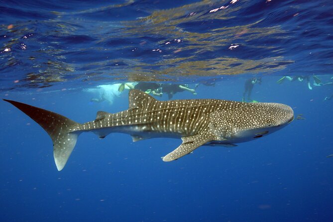 Deluxe Mega Fauna Humpback or Whaleshark Swim Ningaloo Reef - Pickup, Timing, and What Your $430 Actually Covers