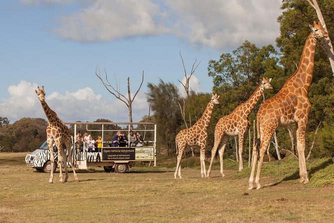 Deluxe Safari Adventure at Werribee Open Range Zoo - excl. entry - What Makes the Werribee Off-Road Safari Feel Like Africa