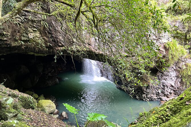 Deluxe Springbrook & Mt Tamborine Glow Worms and famous Skywalk - Getting out of Brisbane: City Hall start, air-con van, and a full day