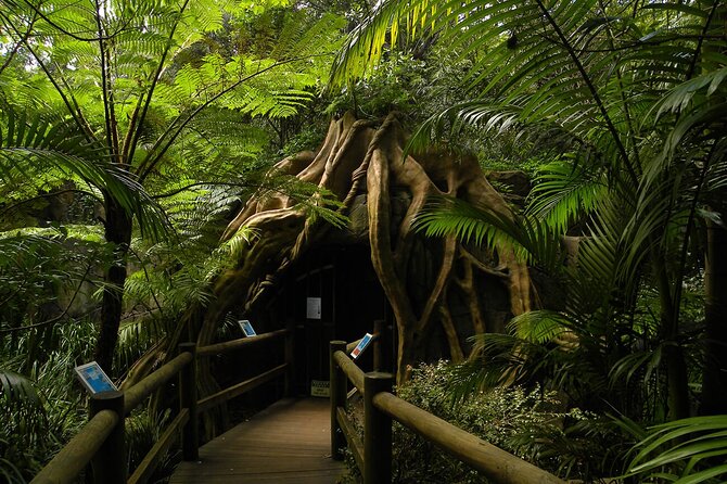 Deluxe Springbrook & Mt Tamborine Glow Worms and famous Skywalk - Food, pacing, and the small-group advantage: why the schedule feels sane