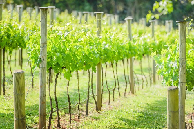 Deluxe Wine Tour to Tamborine Mountain, includes two course lunch - The 9:00am start and the rhythm of an 8-hour day