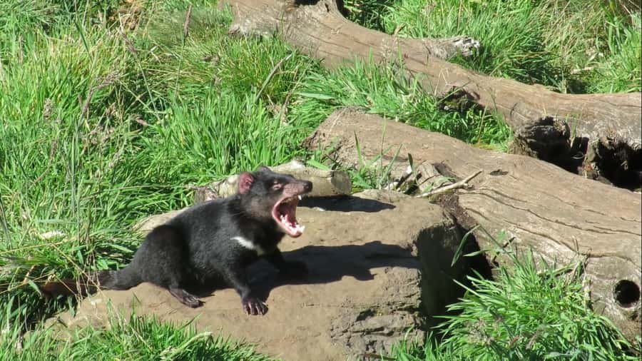 Devils at Cradle: Day Keeper Tour and Entry to Wildlife Park - Key takeaways before you go