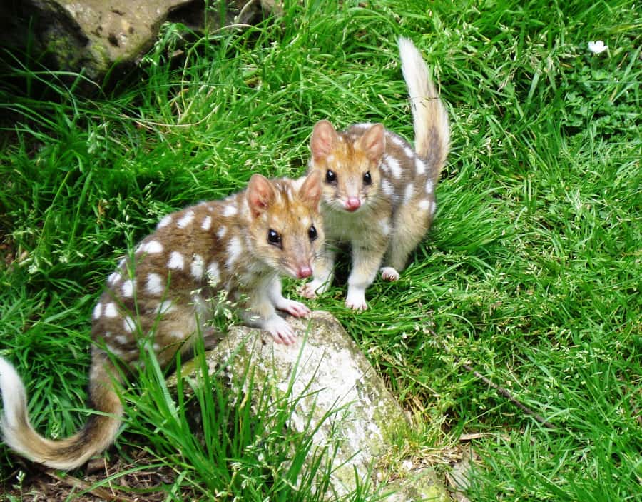 Devils at Cradle: Day Keeper Tour and Entry to Wildlife Park - Devils at Cradle, right by Cradle Mountain