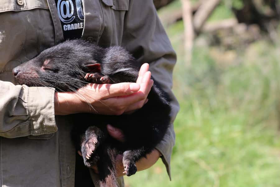 Devils at Cradle: Day Keeper Tour and Entry to Wildlife Park - The 45-minute keeper walk: your real itinerary on the ground