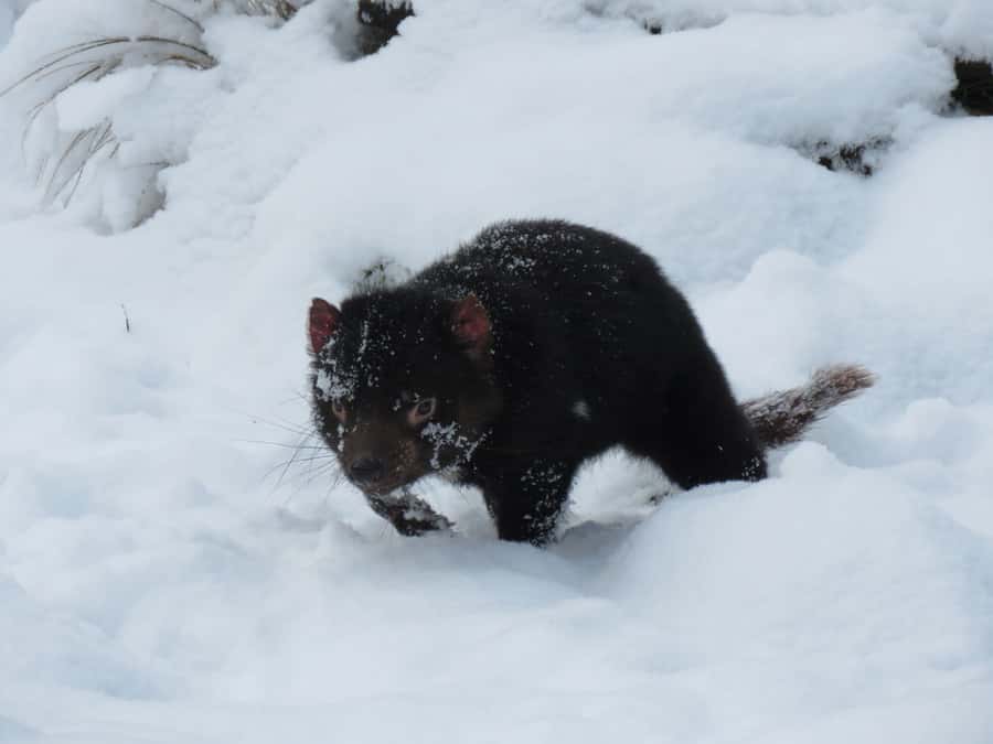Devils at Cradle: Day Keeper Tour and Entry to Wildlife Park - Timing and opening hours: fit it into a Cradle Mountain day