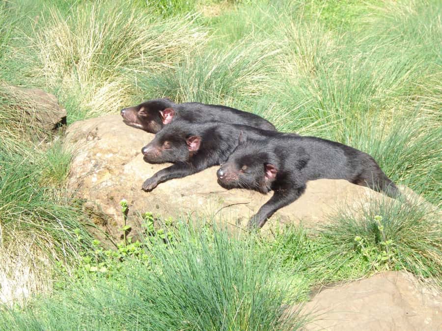 Devils at Cradle: Day Keeper Tour and Entry to Wildlife Park - The $17 value: what you get in plain terms