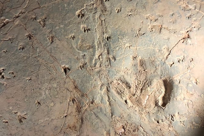 Dinosaur Stampede 3/4 Day Tour from Winton - Should you book the Dinosaur Stampede tour from Winton?