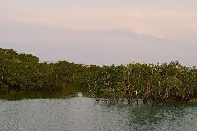 Discover Darwin Harbour 1 hour Darwin Harbour Cruise - The Telegraph Cable From England: Old Technology, Real Place