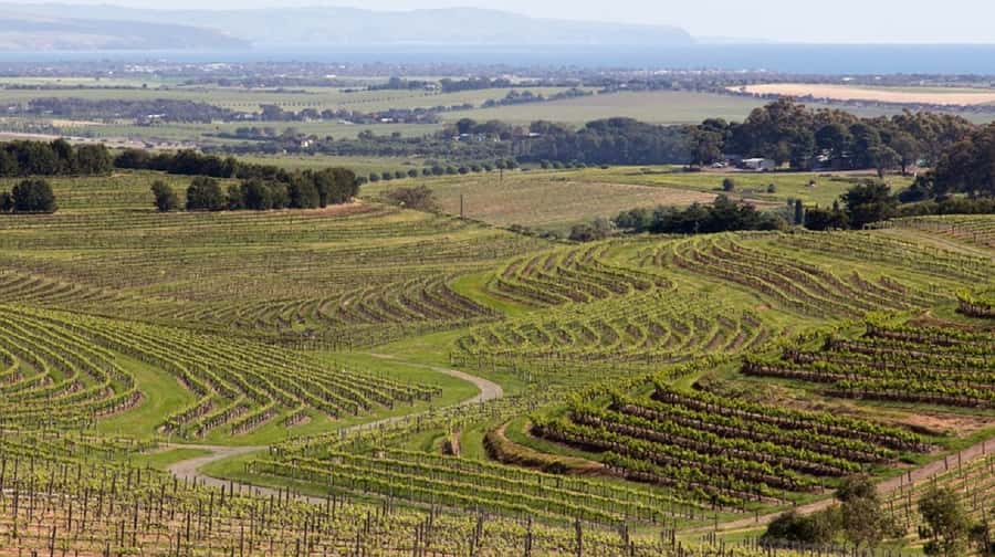 Discover Hahndorf & Taste McLaren Vale - Key things to know before you go