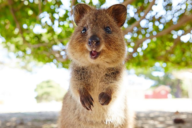 Discover Rottnest with Ferry & Bus Tour - Wadjemup Lighthouse and West End: the stops that set your bearings